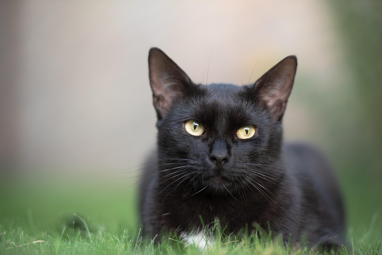 cat-3739702_1280